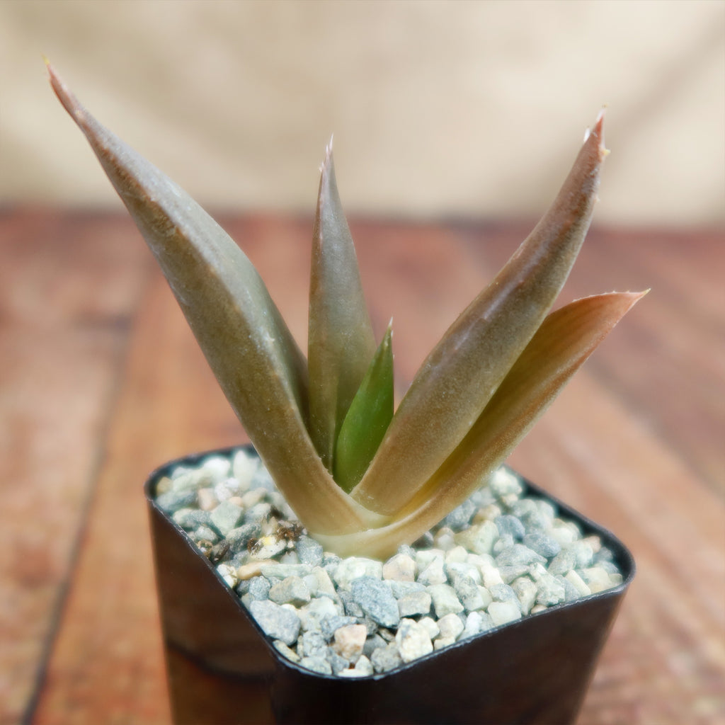 Aloe Black Gem – Alworthia Black Gem