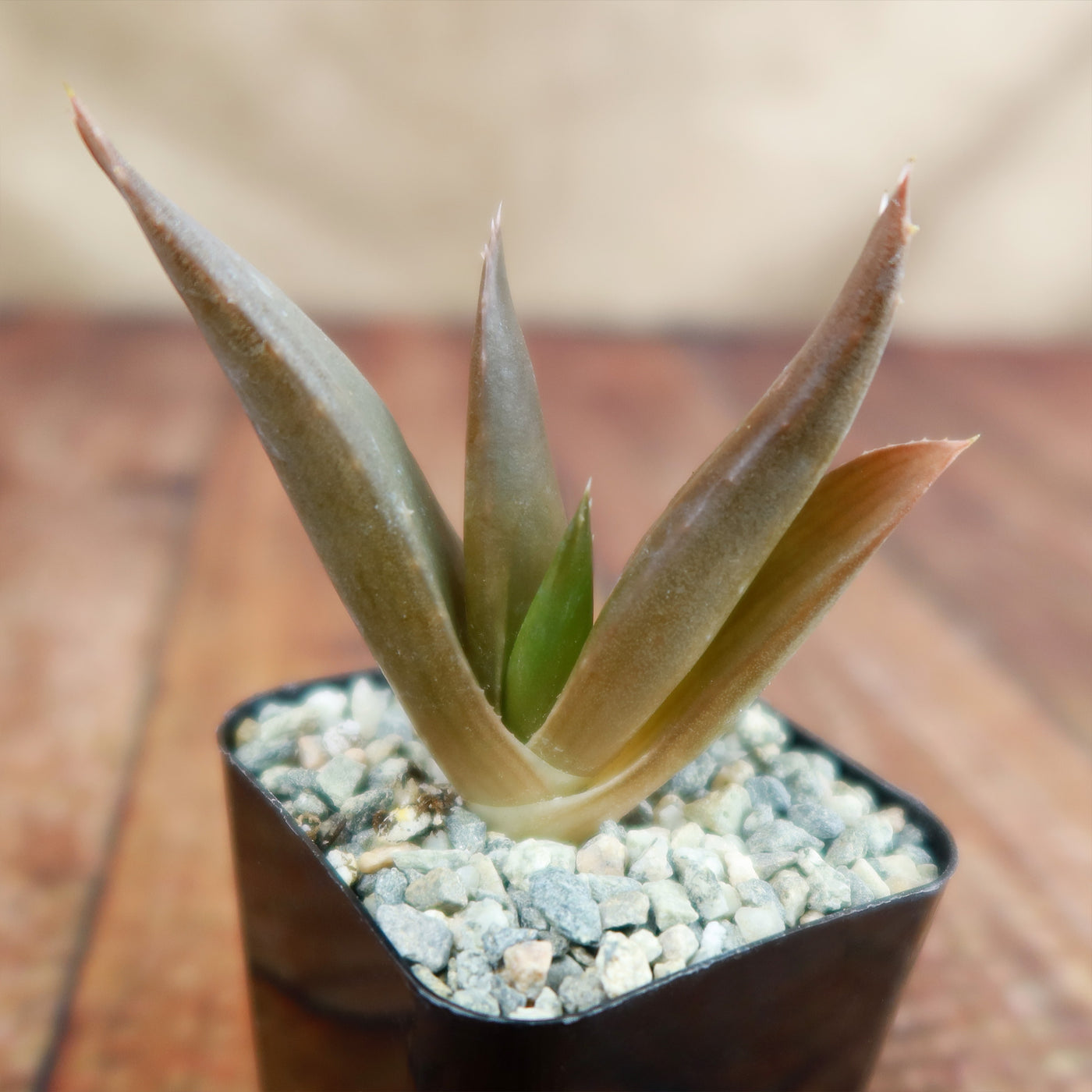 aloe vera plant jewel osco Shop 'Aloe Black Gem – Alworthia Black Gem' Care and Info