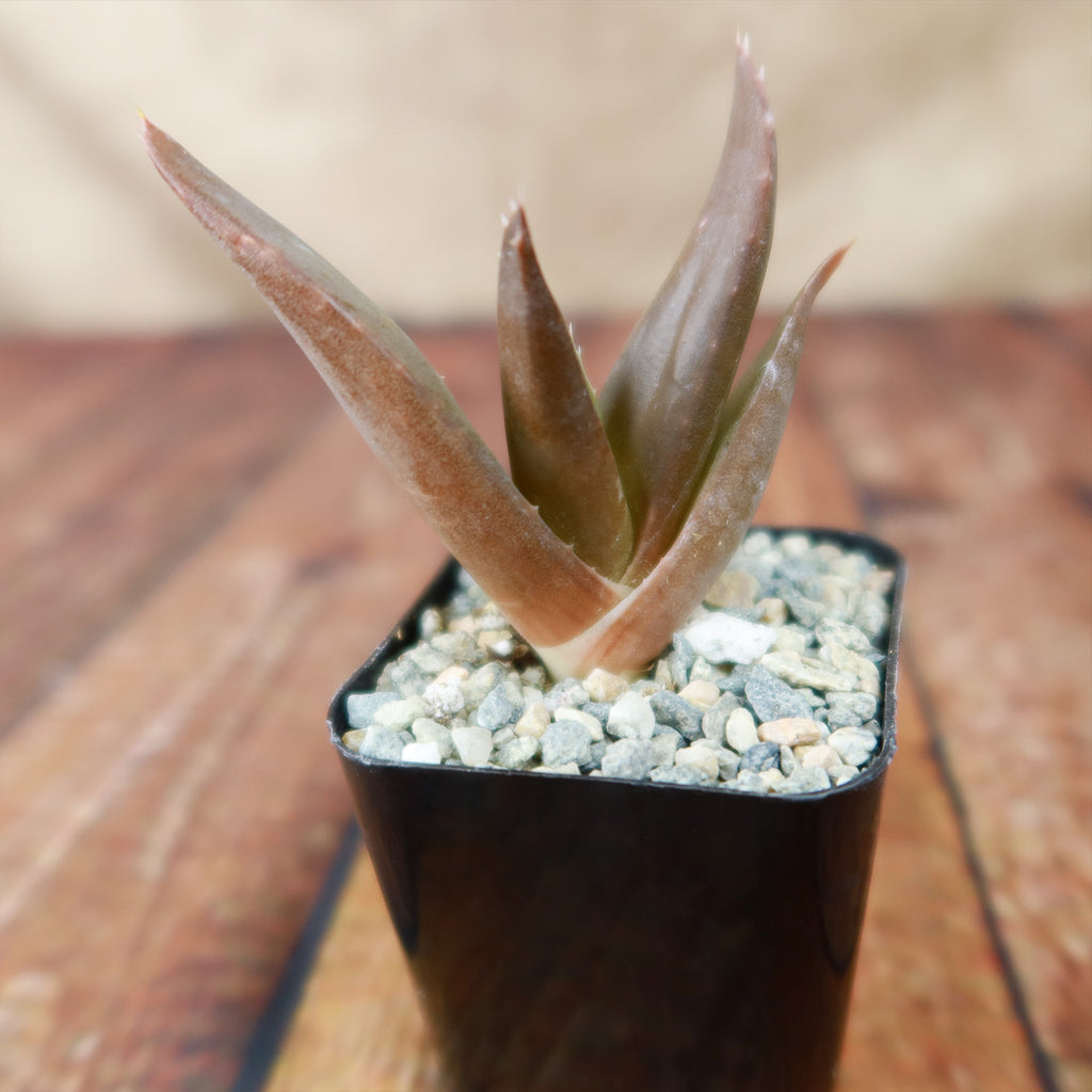 Aloe Black Gem – Alworthia Black Gem