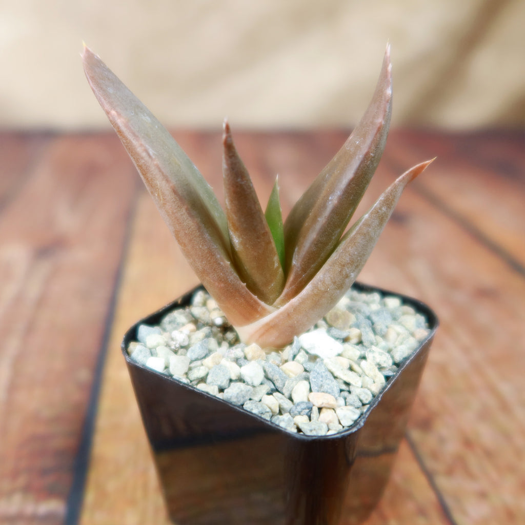 Aloe Black Gem – Alworthia Black Gem