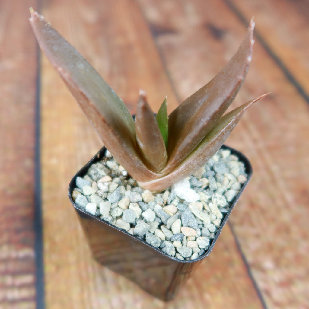 Aloe Black Gem – Alworthia Black Gem
