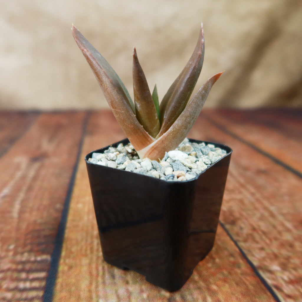 Aloe Black Gem – Alworthia Black Gem