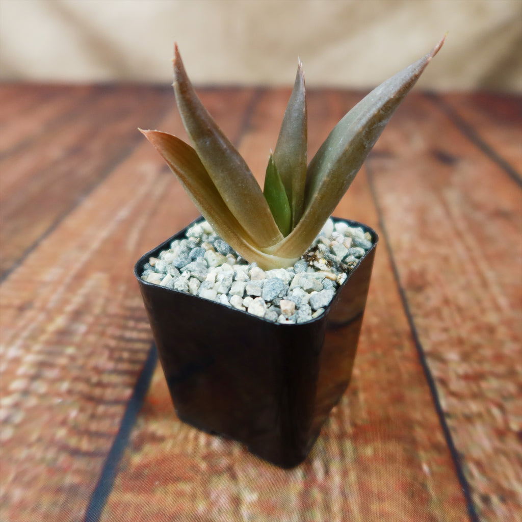 Aloe Black Gem – Alworthia Black Gem