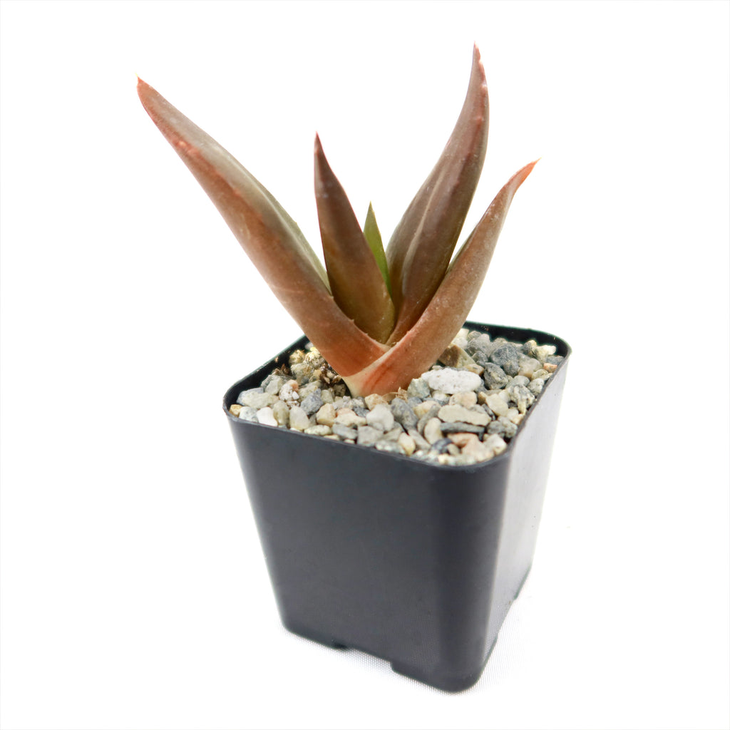 Aloe Black Gem – Alworthia Black Gem