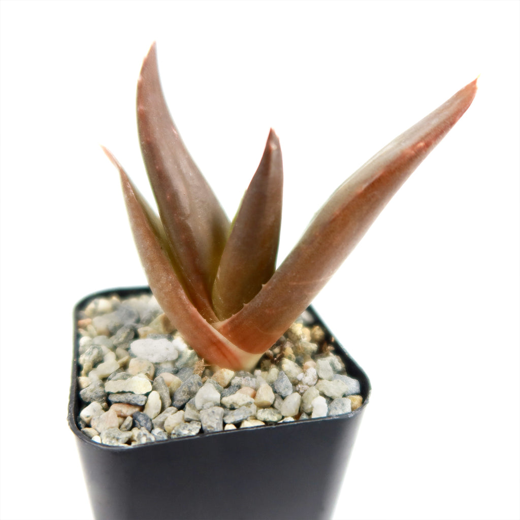 Aloe Black Gem – Alworthia Black Gem