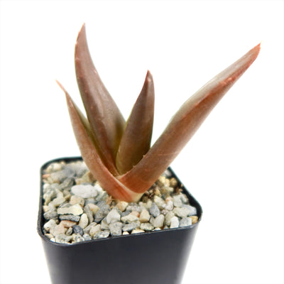 aloe black gem succulent Aloe Black Gem – Alworthia Black Gem