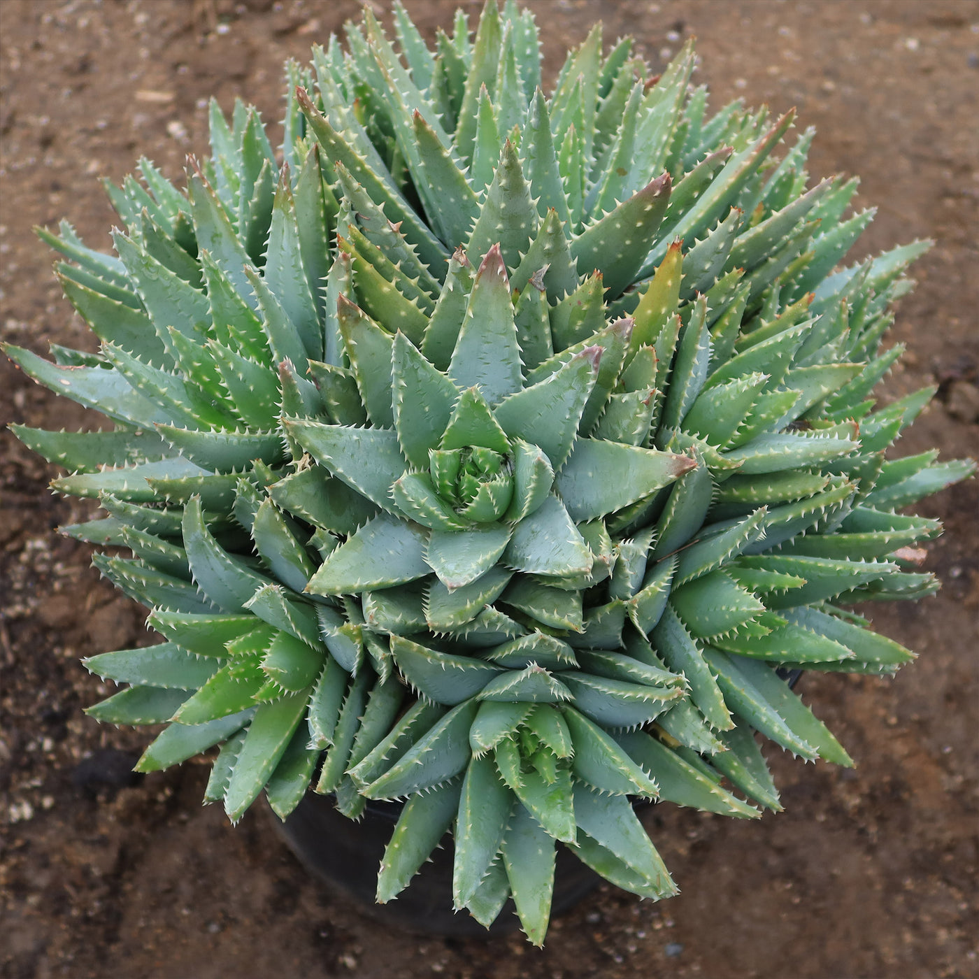 Crocodile Plant 'Aloe brevifolia'