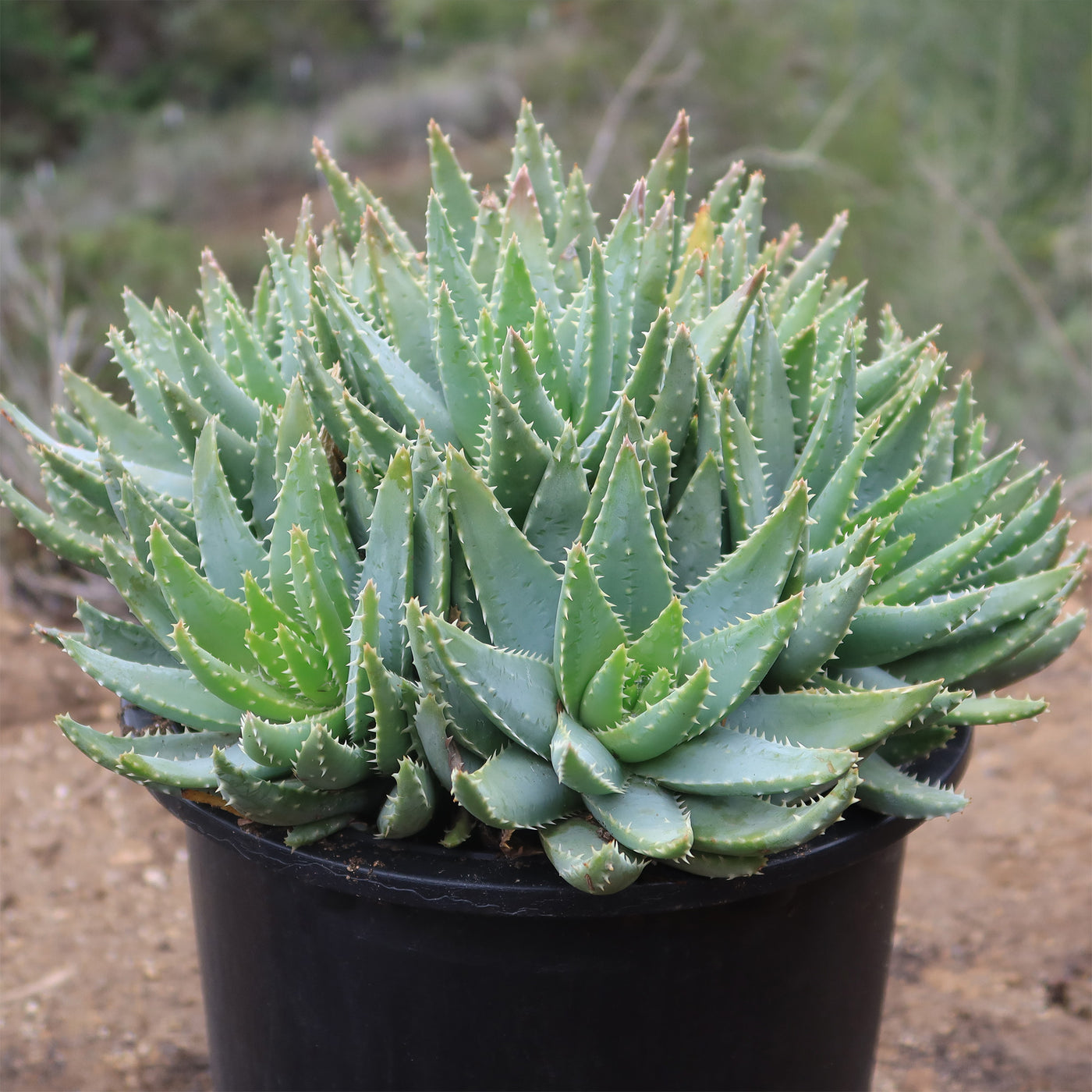 alligator succulent plant Crocodile Plant 'Aloe brevifolia'