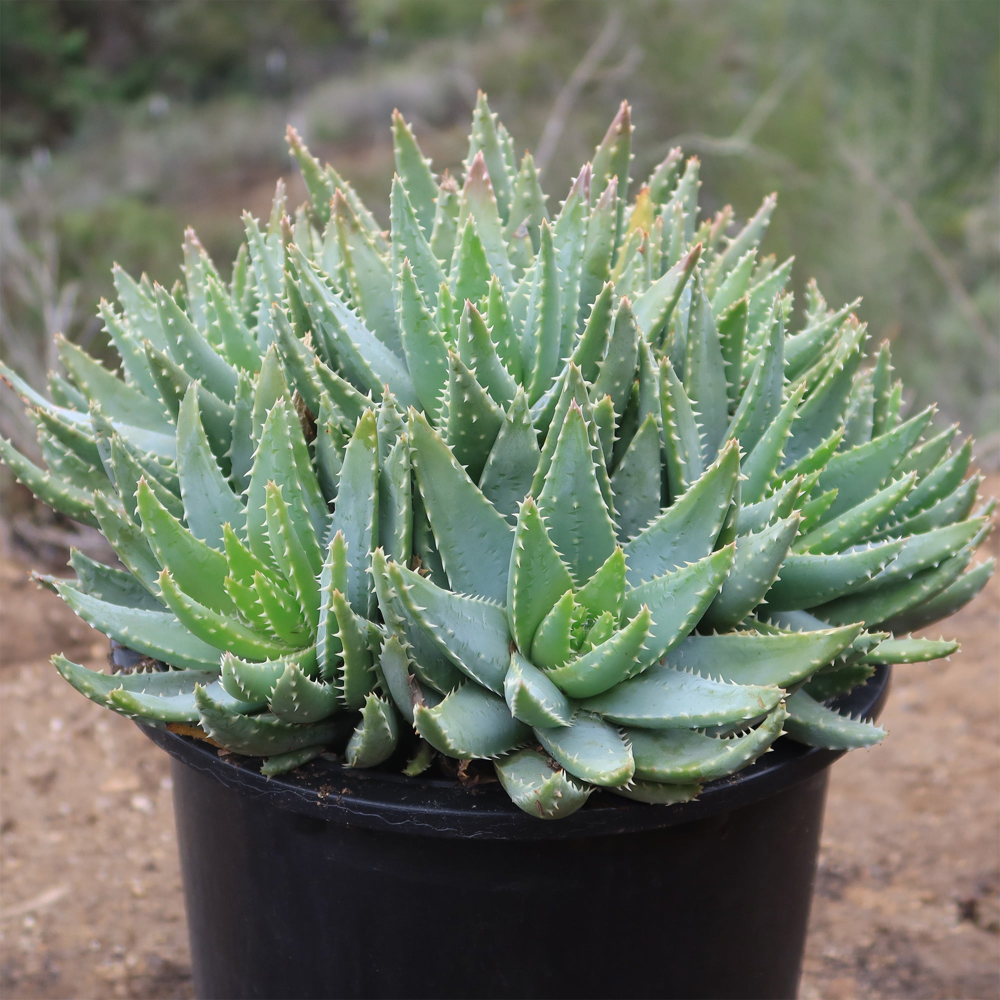 Crocodile Plant 'Aloe brevifolia'