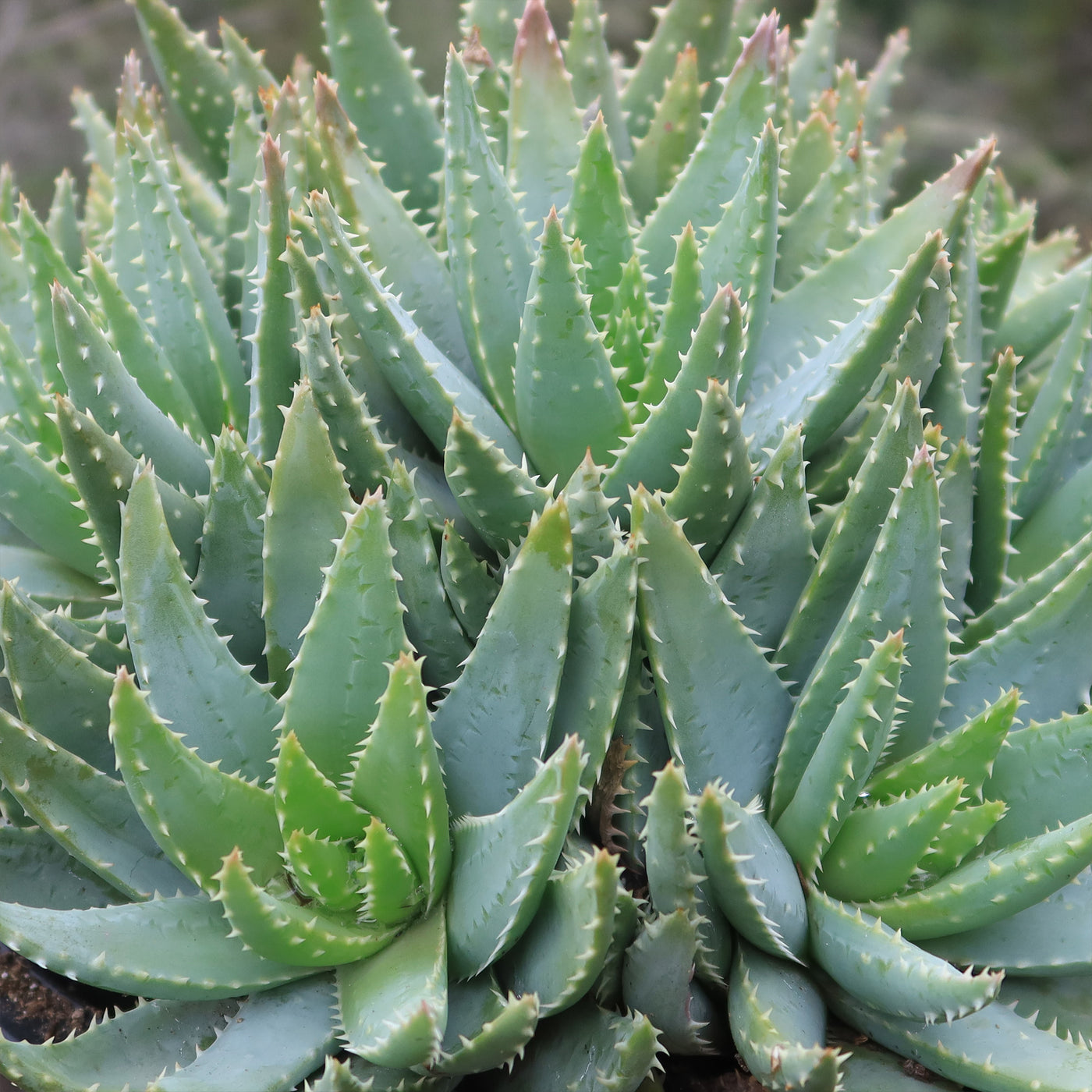 crocodile succulent care Crocodile Plant 'Aloe brevifolia'