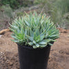 Crocodile Plant &