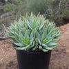 Crocodile Plant &