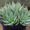 Crocodile Plant &