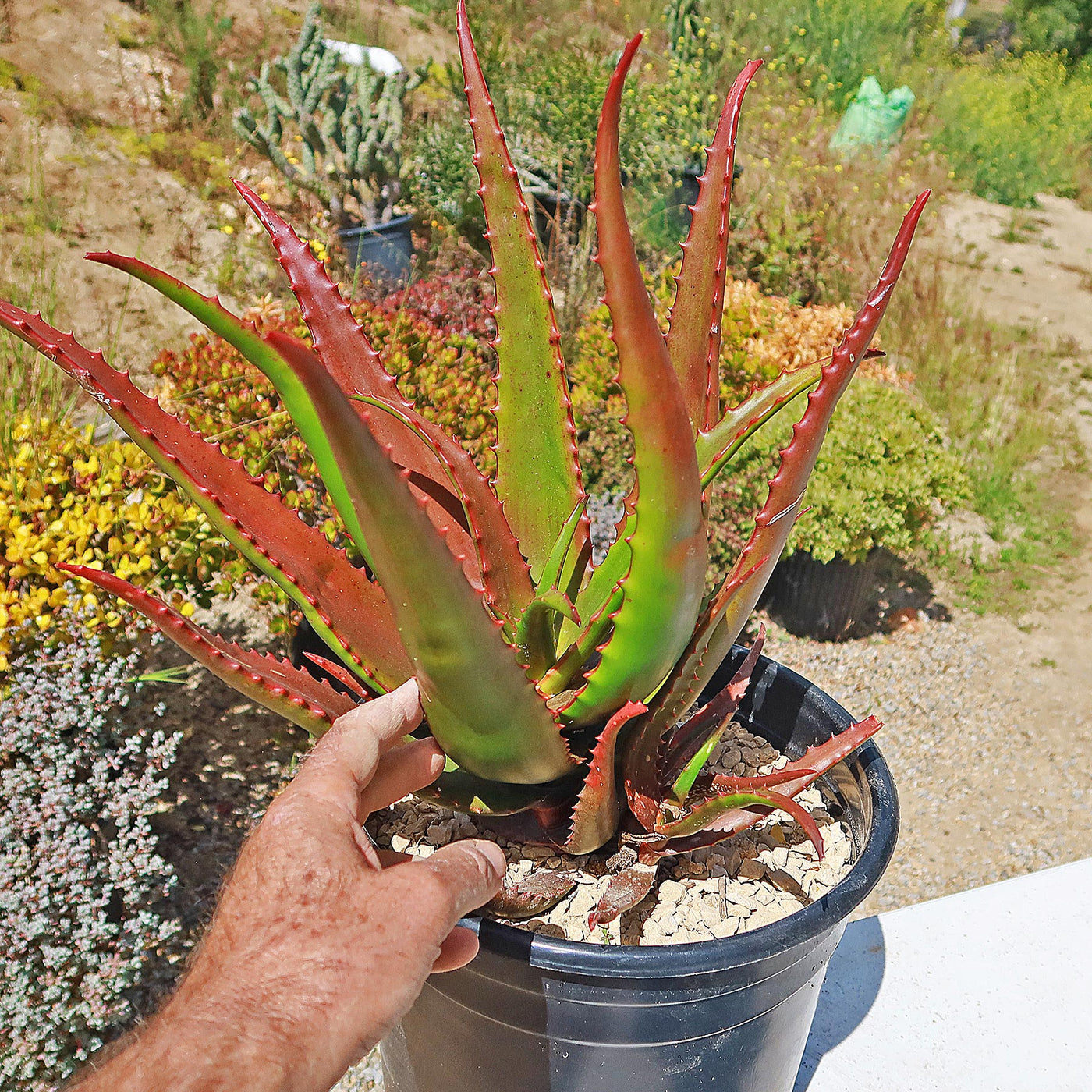 Aloe bussei