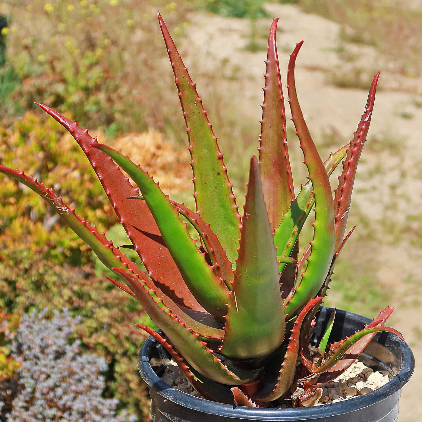 Aloe bussei