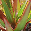 Aloe bussei