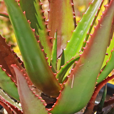 Aloe bussei