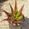 Aloe bussei