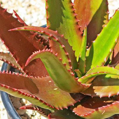 Aloe bussei