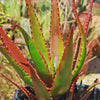 Aloe bussei