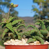 Aloe castilloniae