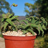 Aloe castilloniae