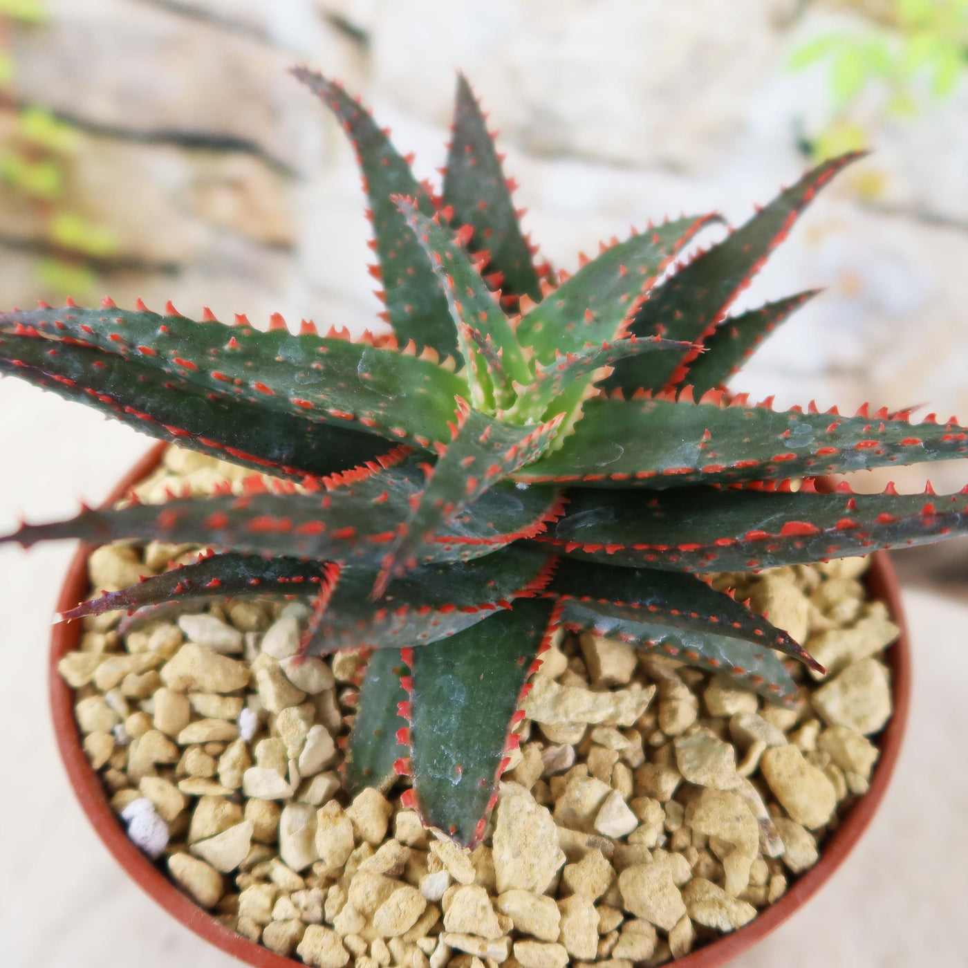Buy the gorgeous Aloe Christmas Sleigh Online