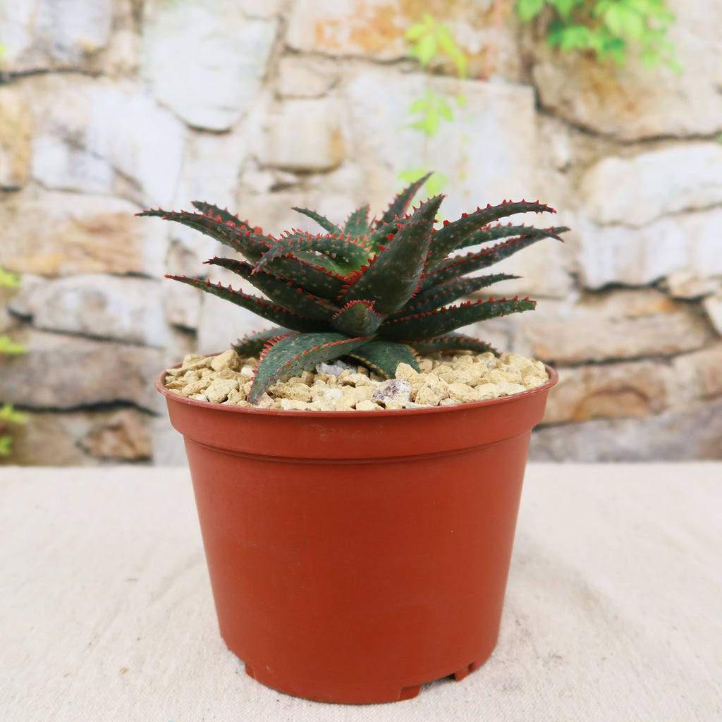 patrol_placeholder_a6ead9acc5af34cb22c78a05ed144ef7