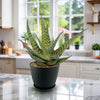 Aloe Delta Dawn