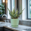 Aloe Delta Dawn