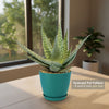 Aloe Delta Dawn