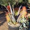 Aloe divaricata &