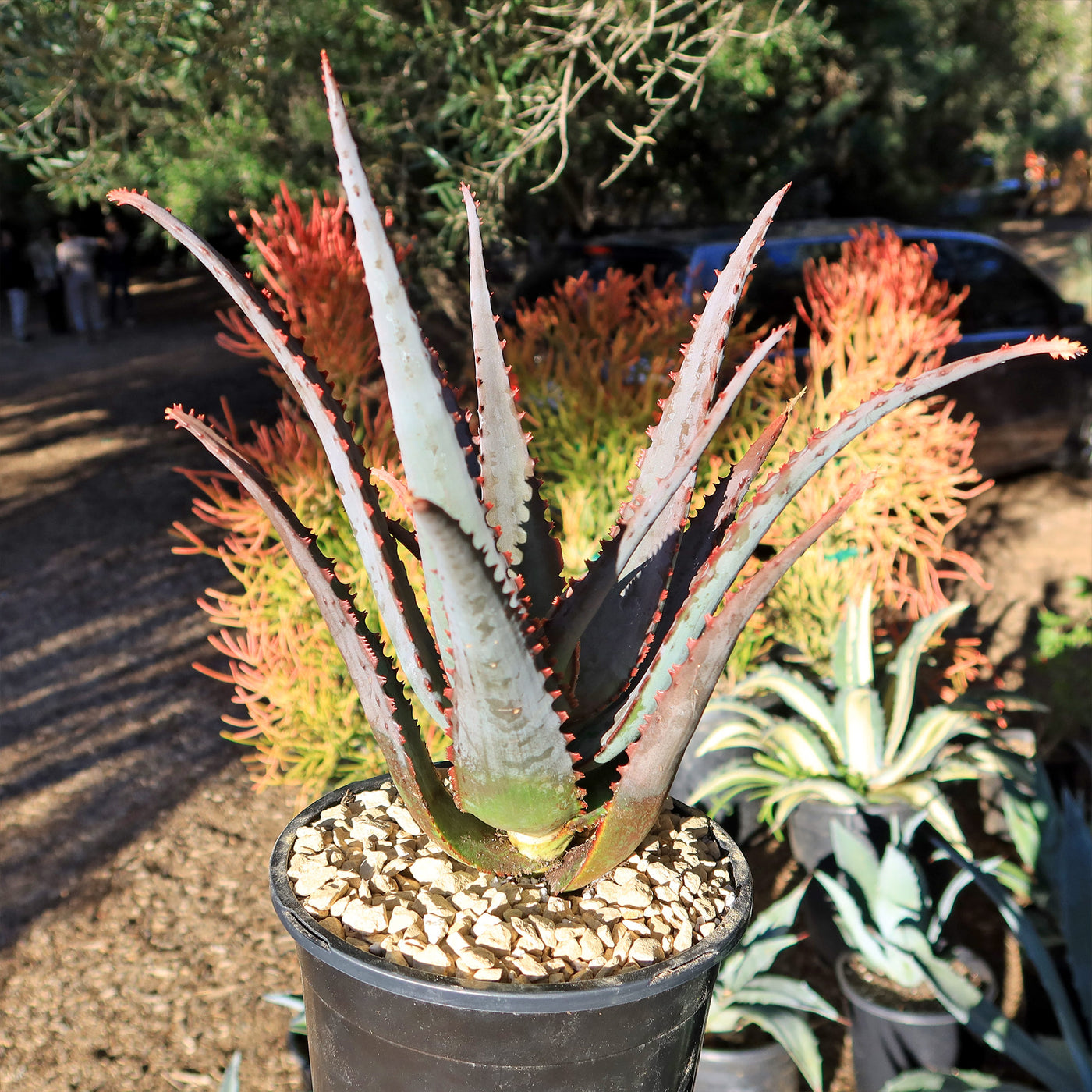 potted aloe plant Aloe divaricata 'Diablo'