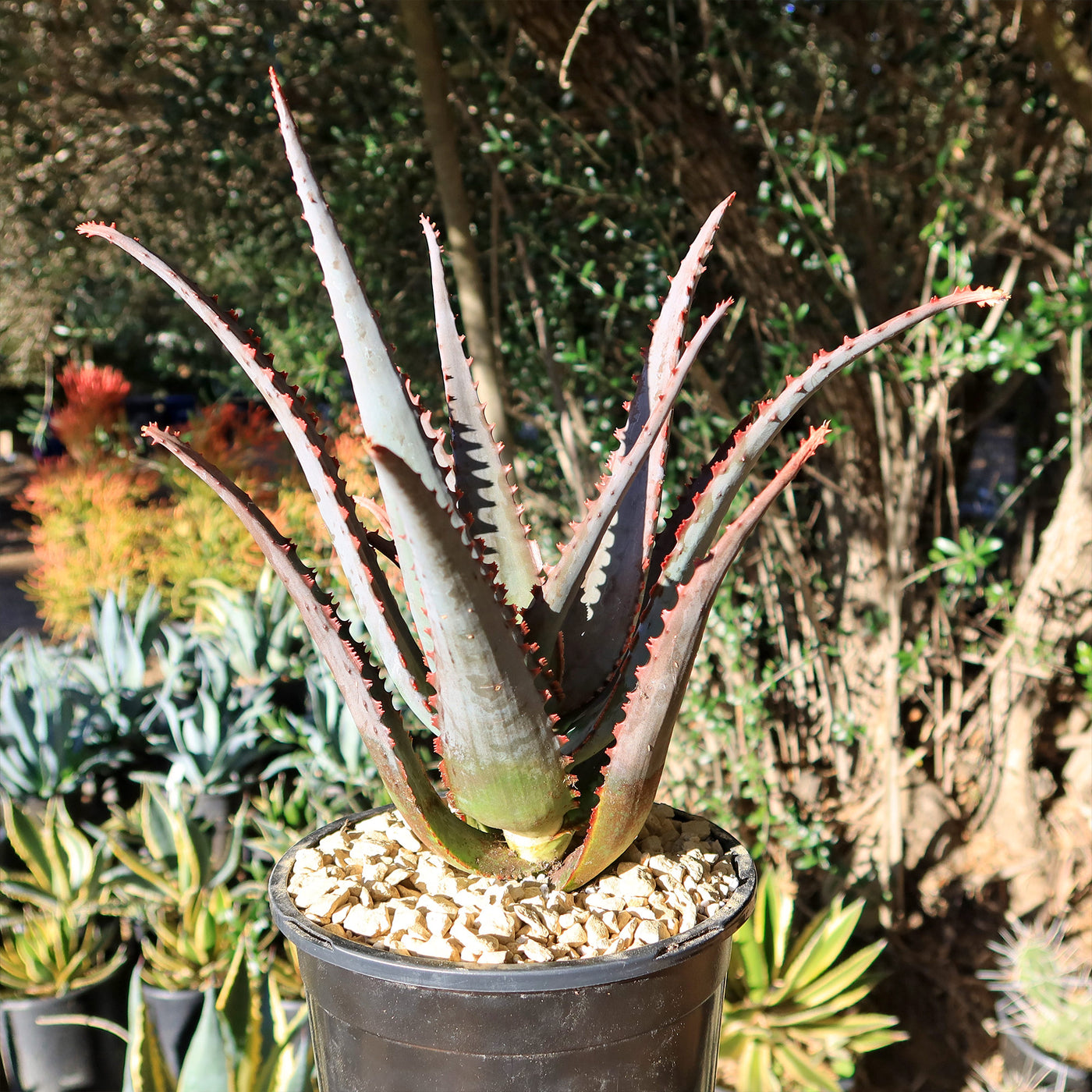 outdoor aloe vera plant Shop 'Aloe Diablo' - Care and Growers Guide