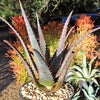 Aloe divaricata &