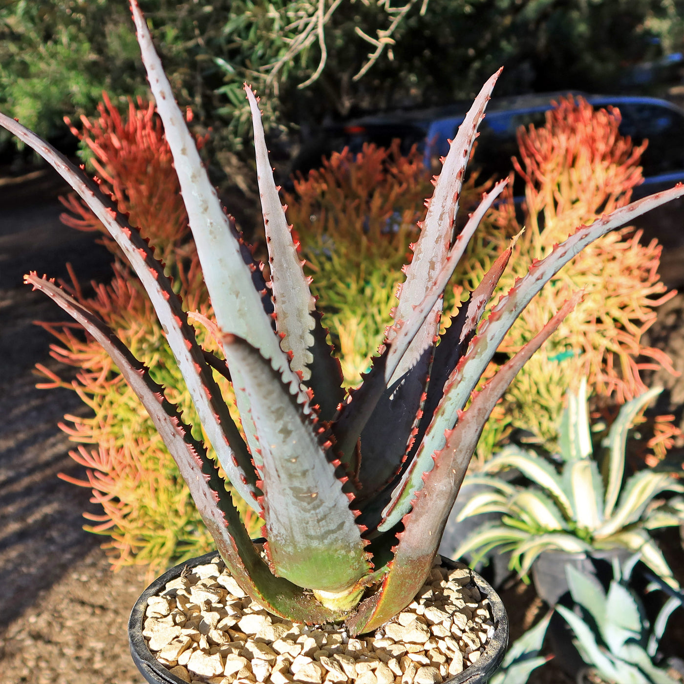aloe vera plant name in spanish Aloe divaricata 'Diablo'