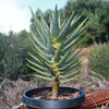 Aloe dichotoma