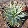 Aloe dichotoma