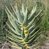 Aloe dichotoma