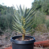 Aloe dichotoma