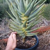 Aloe dichotoma