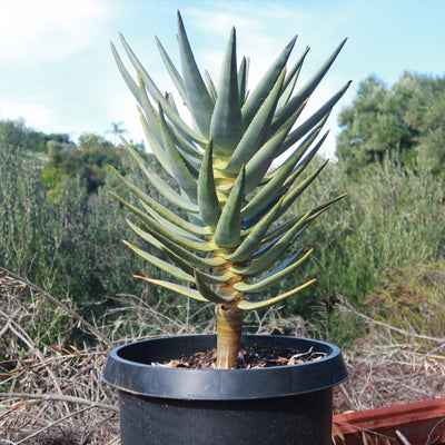 Aloe dichotoma