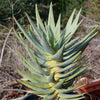 Aloe dichotoma