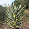 Aloe dichotoma