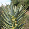 Aloe dichotoma