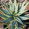 Aloe dichotoma