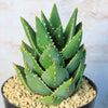 Aloe Distans