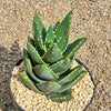 Aloe Distans