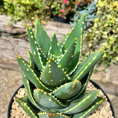 Aloe Distans