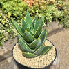 Aloe Distans